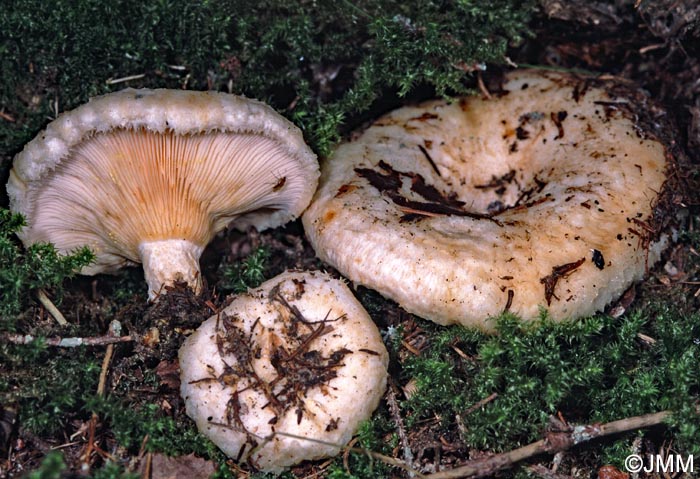 Lactarius aquizonatus