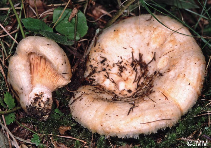 Lactarius aquizonatus