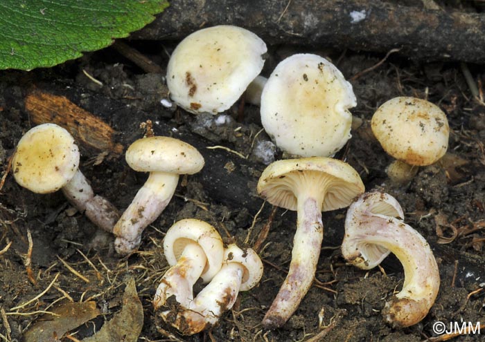 Lactarius aspideus