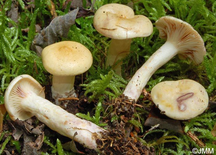 Lactarius aspideus