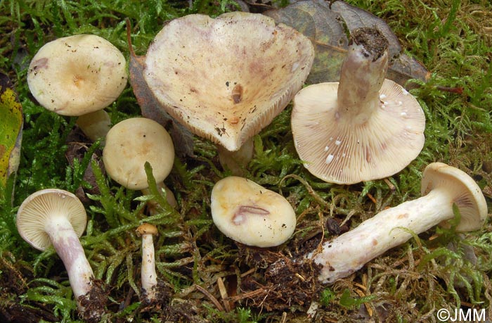Lactarius aspideus