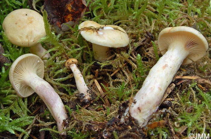 Lactarius aspideus