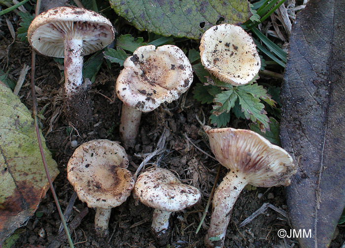 Lactarius aspideus