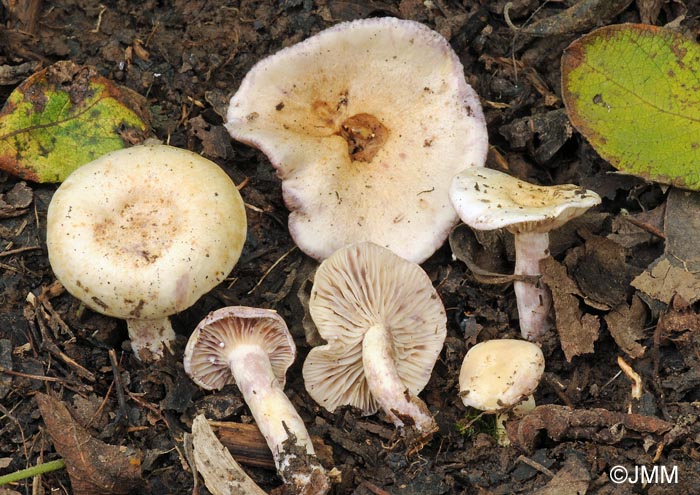 Lactarius aspideus