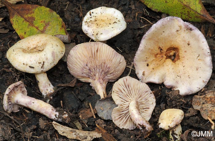 Lactarius aspideus