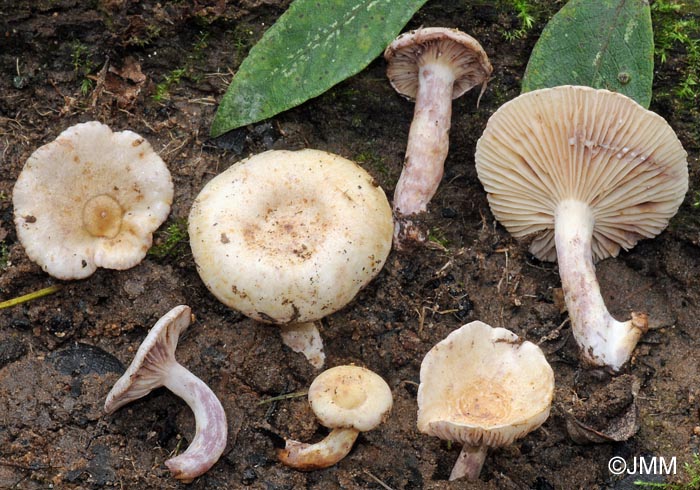 Lactarius aspideus