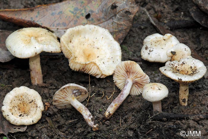 Lactarius aspideus