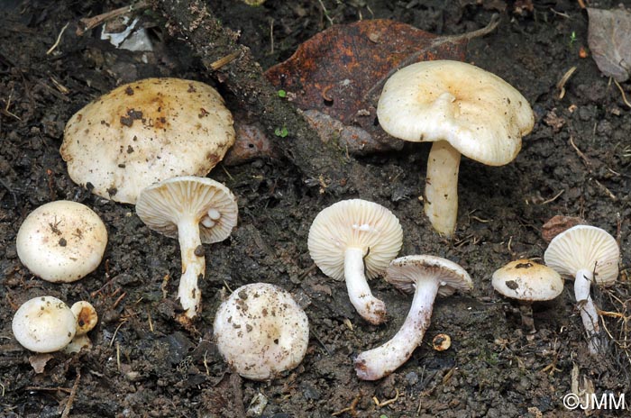 Lactarius aspideus