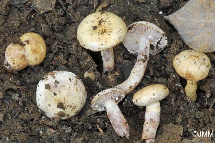 Lactarius aspideus