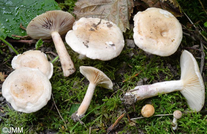 Lactarius aspideus