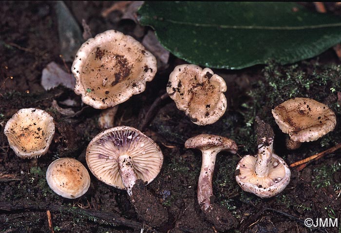 Lactarius aspideus