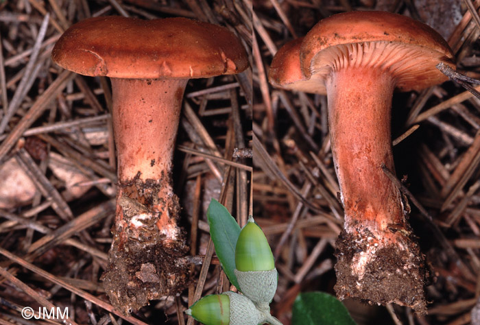 Lactarius atlanticus