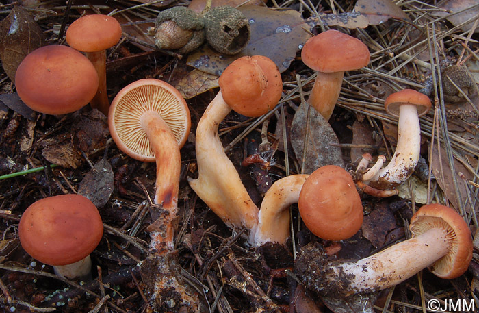 Lactarius atlanticus