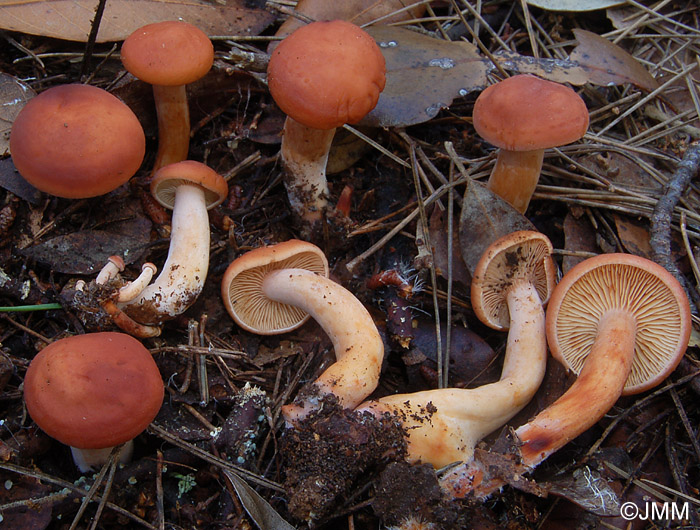 Lactarius atlanticus