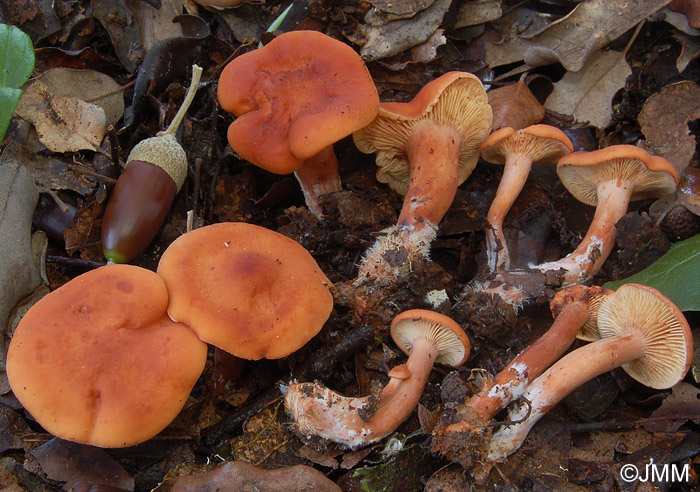 Lactarius atlanticus