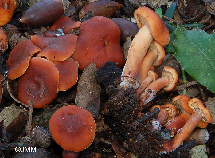 Lactarius atlanticus