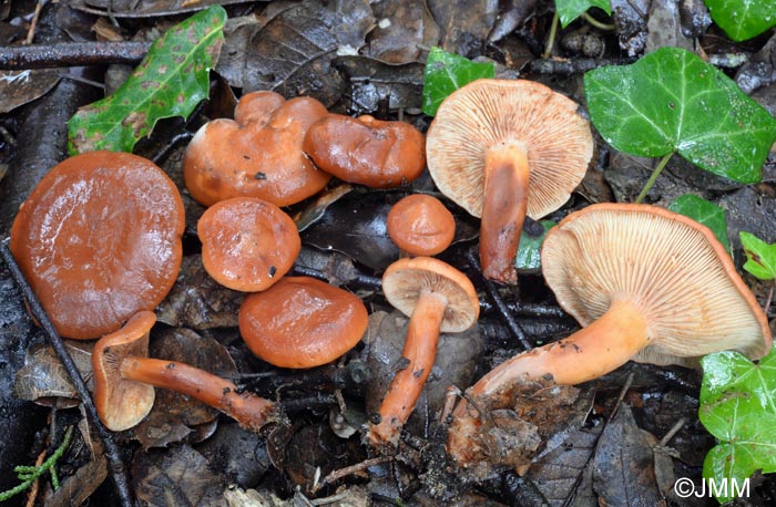 Lactarius atlanticus