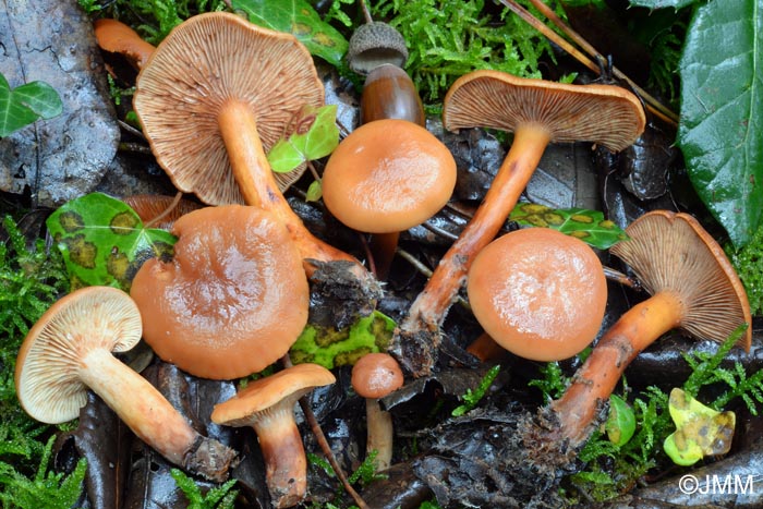 Lactarius atlanticus