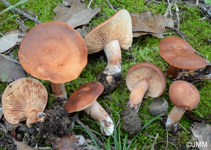 Lactarius atlanticus