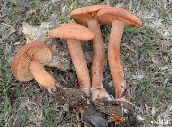 Lactarius atlanticus = Lactarius atlanticus f. strigipes