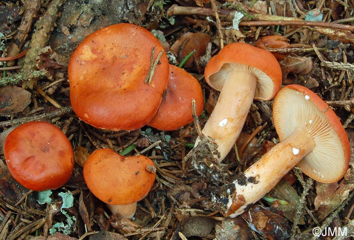 Lactarius aurantiofulvus