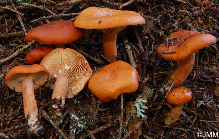 Lactarius aurantiofulvus