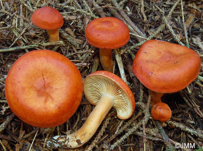 Lactarius aurantiofulvus