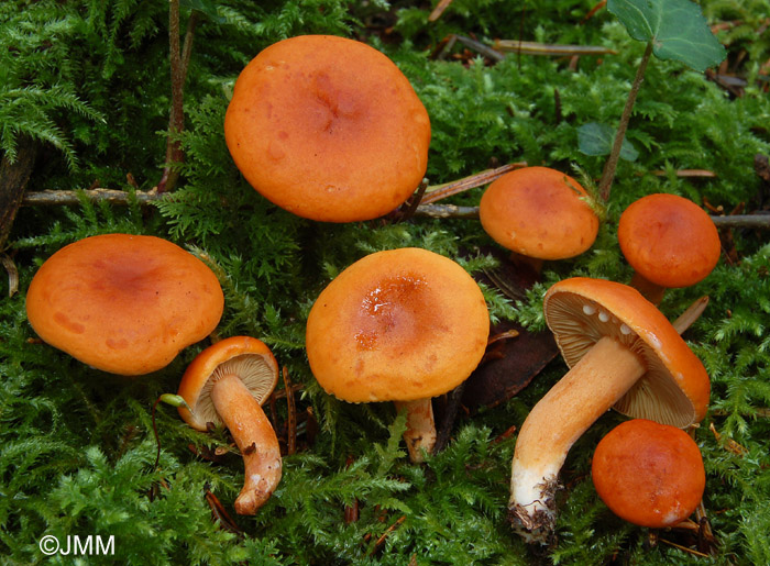 Lactarius aurantiofulvus