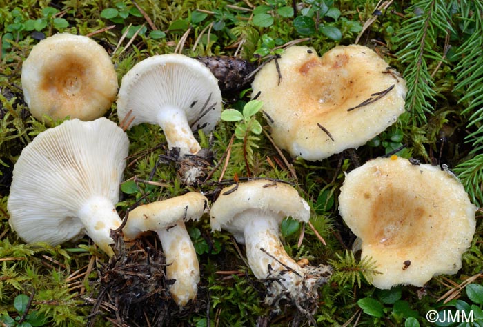 Lactarius auriolla