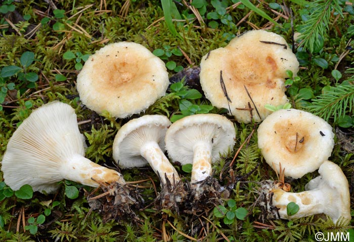 Lactarius auriolla