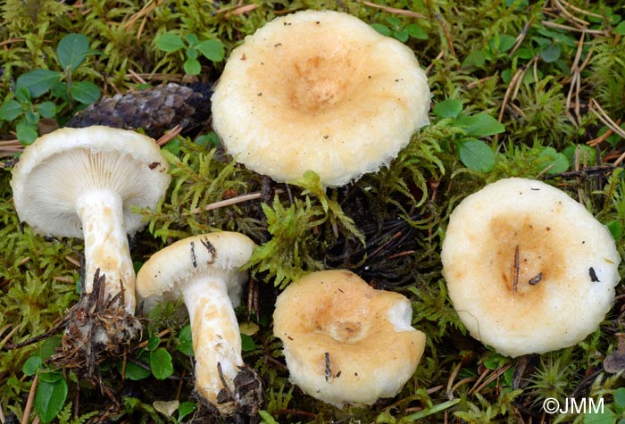 Lactarius auriolla