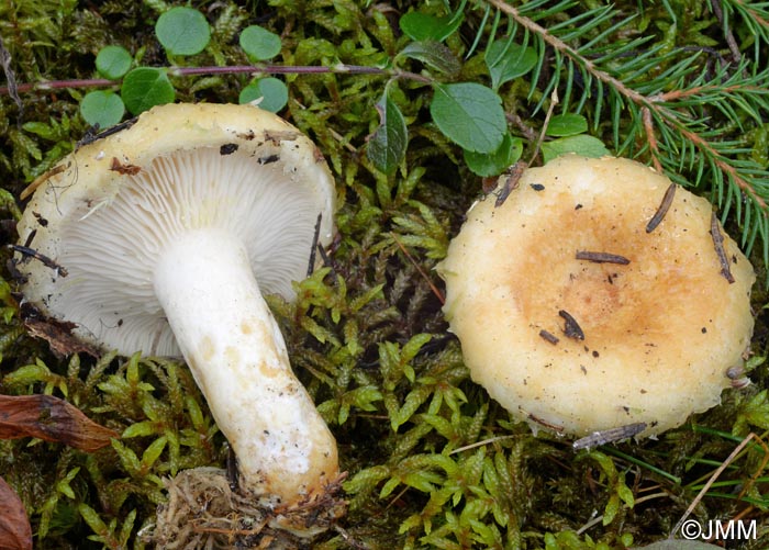 Lactarius auriolla