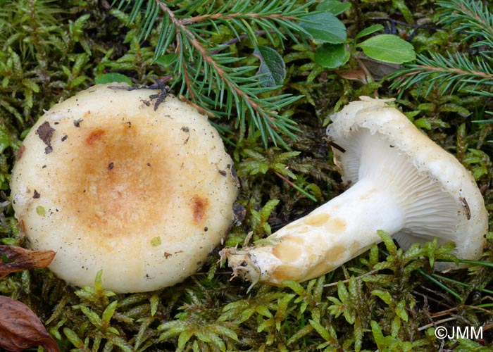 Lactarius auriolla