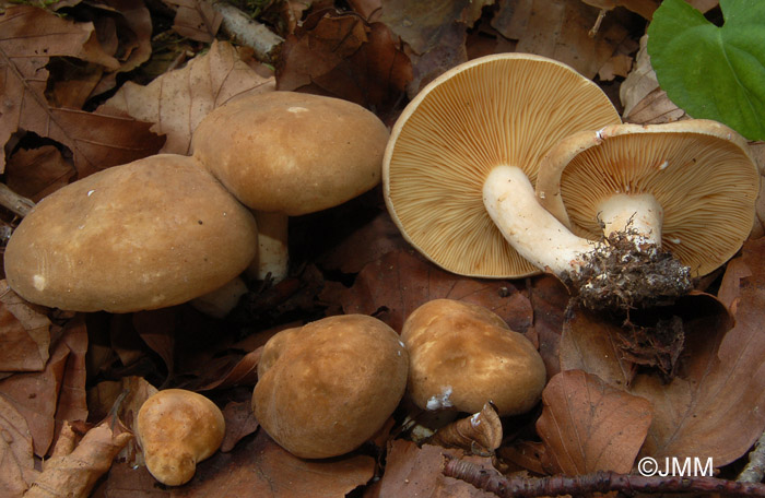 Lactarius azonites