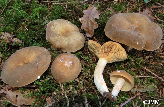 Lactarius azonites