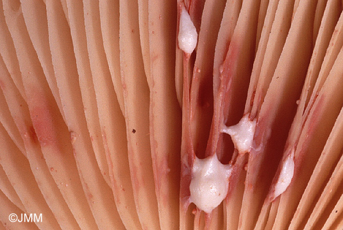 Lactarius azonites : Dtail du lait blanc rosissant en quelques minutes sur les lames