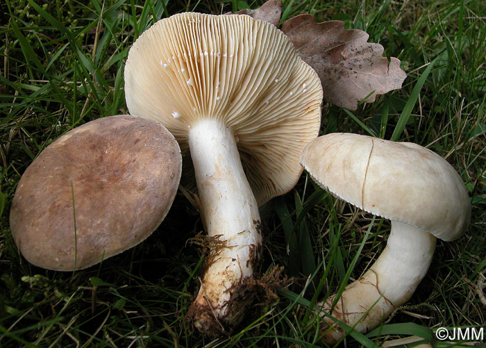 Lactarius azonites