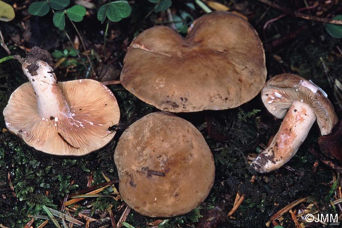 Lactarius azonites