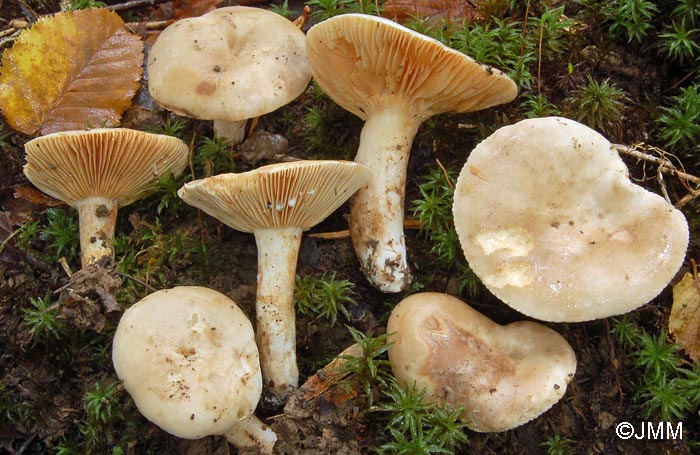 Lactarius azonites