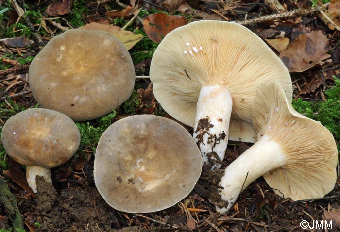 Lactarius azonites