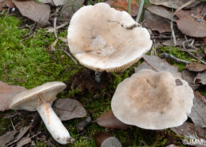 Lactarius azonites