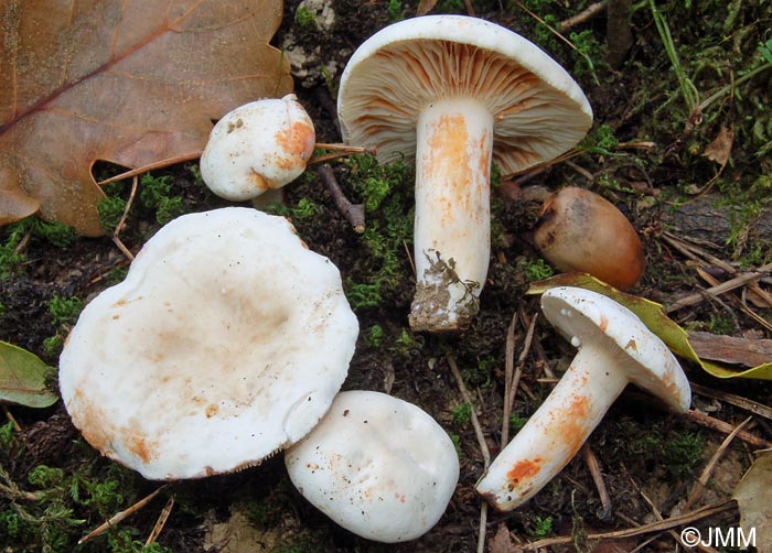 Lactarius azonites f. virgineus