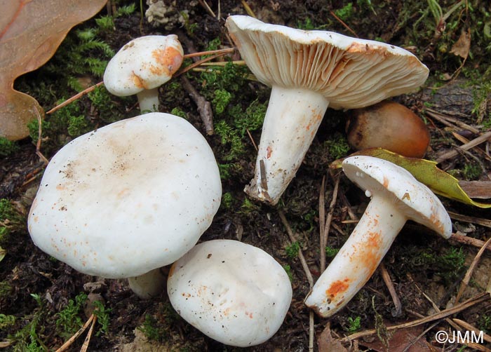 Lactarius azonites f. virgineus