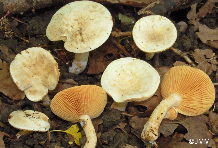 Lactarius azonites f. virgineus