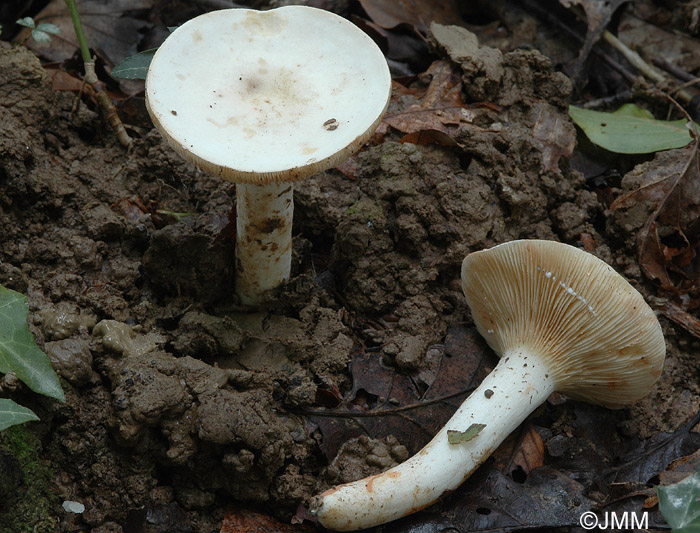 Lactarius azonites f. virgineus 