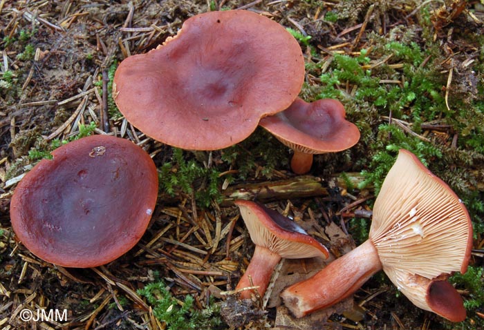 Lactarius badiosanguineus