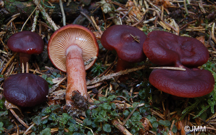 Lactarius badiosanguineus