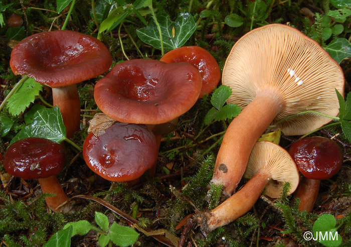 Lactarius badiosanguineus