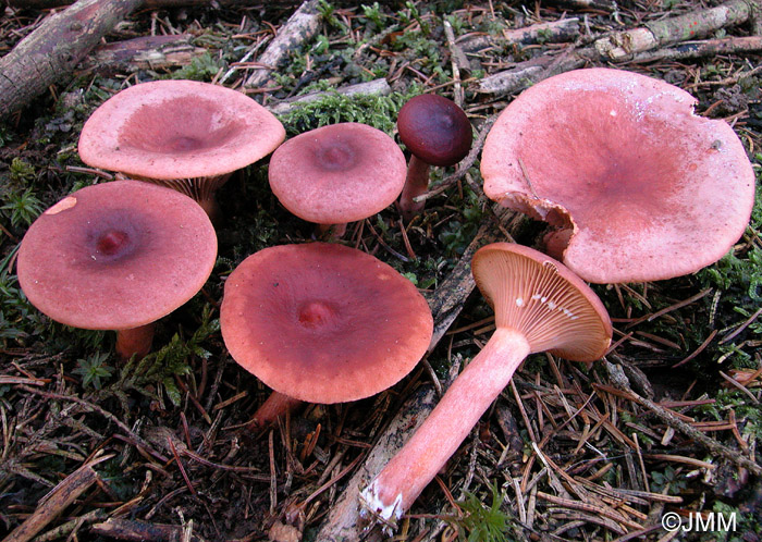 Lactarius badiosanguineus