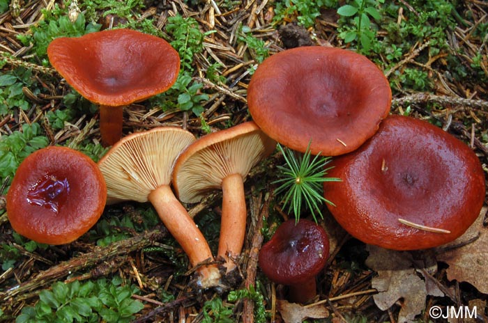 Lactarius badiosanguineus